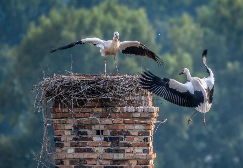 Professional Chimney Animal Removal Services in Century City, California