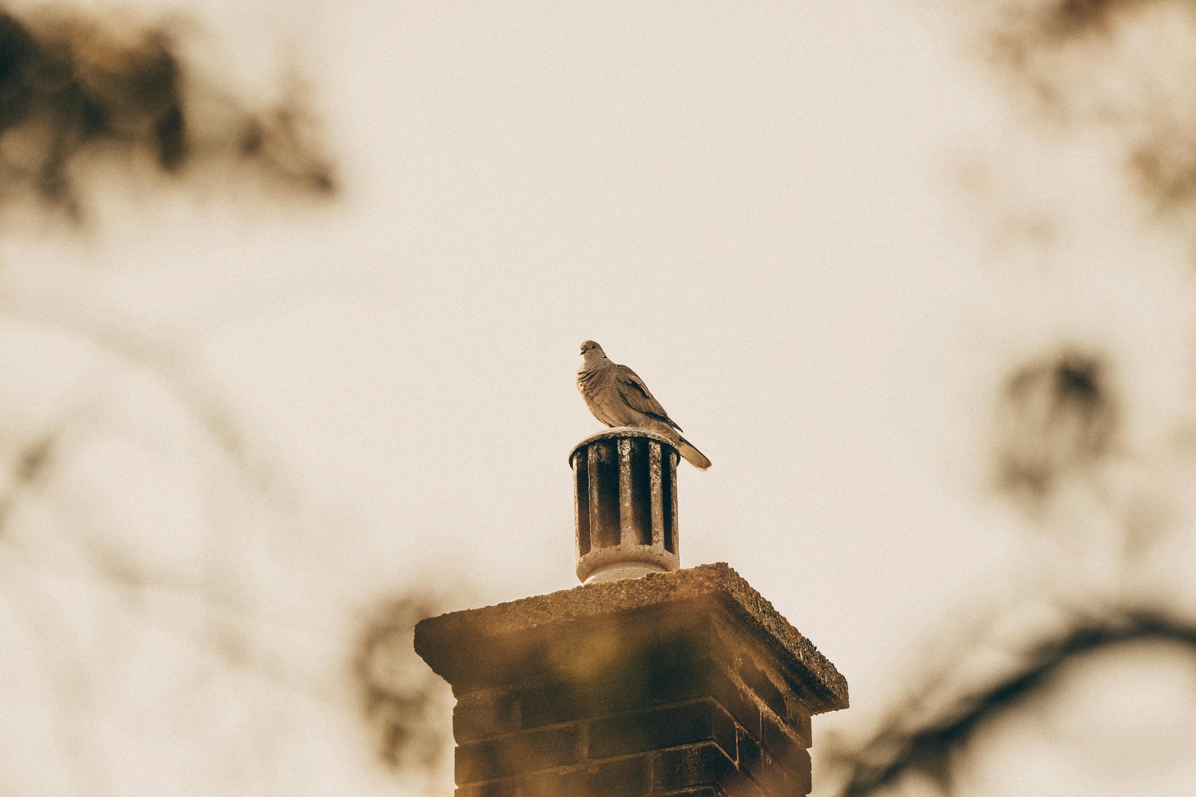 Expert Chimney Cap Installation in Century City, California
